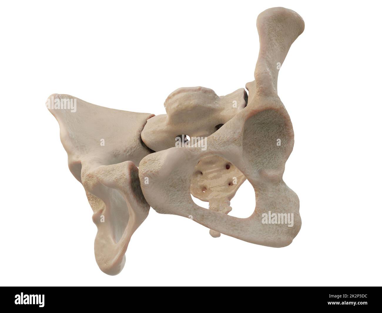 Medizinisch präzise Darstellung der Hüfte, medizinisch präzise Darstellung der Hüfte, des menschlichen Beckens, des Femurs, des Beckens Anatomie, des Kreuzbeins, Beckenschmerzen, weißer Hintergrund, 3D-Rendering Stockfoto