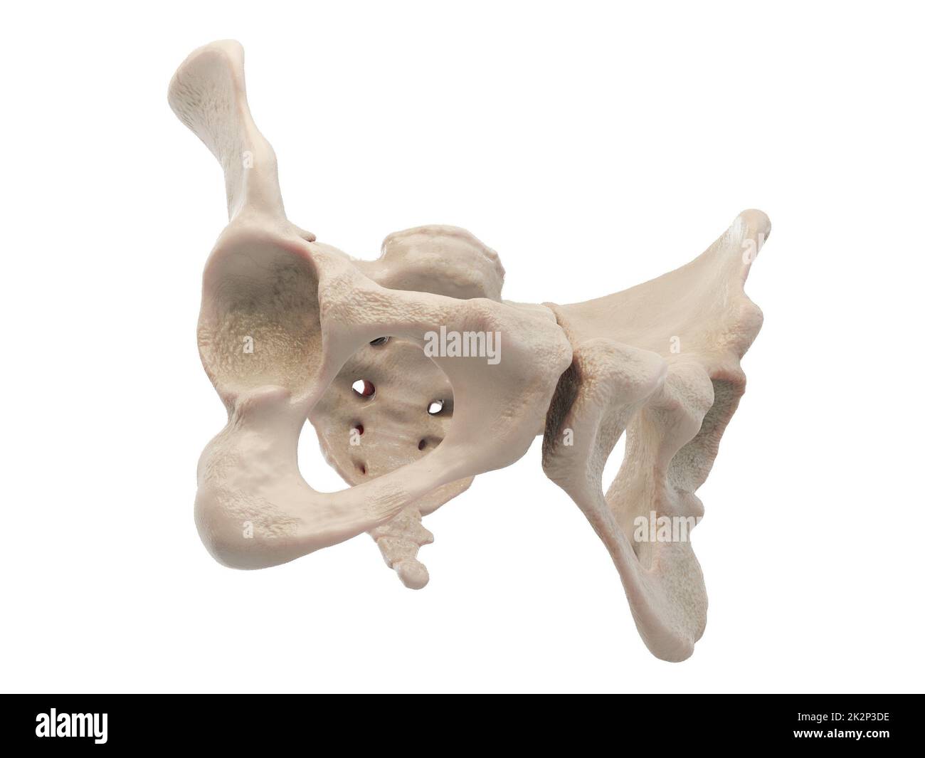 Medizinisch präzise Darstellung der Hüfte, medizinisch präzise Darstellung der Hüfte, des menschlichen Beckens, des Femurs, des Beckens Anatomie, des Kreuzbeins, Beckenschmerzen, weißer Hintergrund, 3D-Rendering Stockfoto