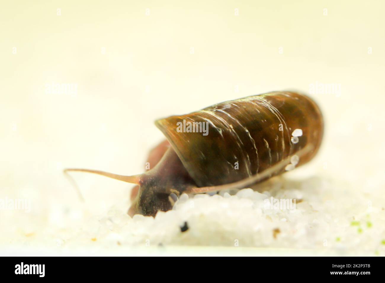 Eine Hornschnecke im Aquarium. Seine Hülle hat die Form eines Horns. Stockfoto