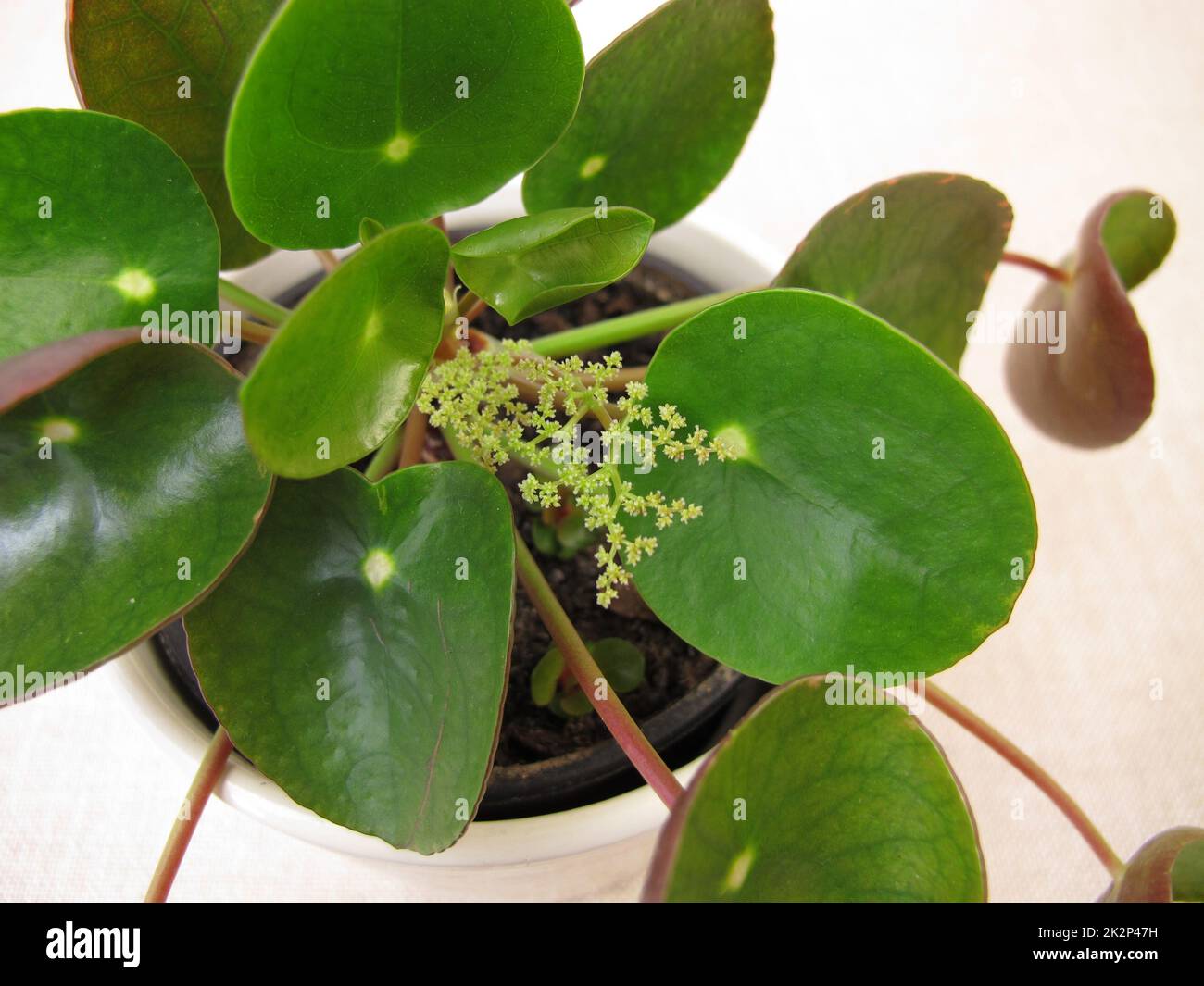 Blühende Pfannkuchenpflanze mit Blume, Pilea peperomioides Stockfoto