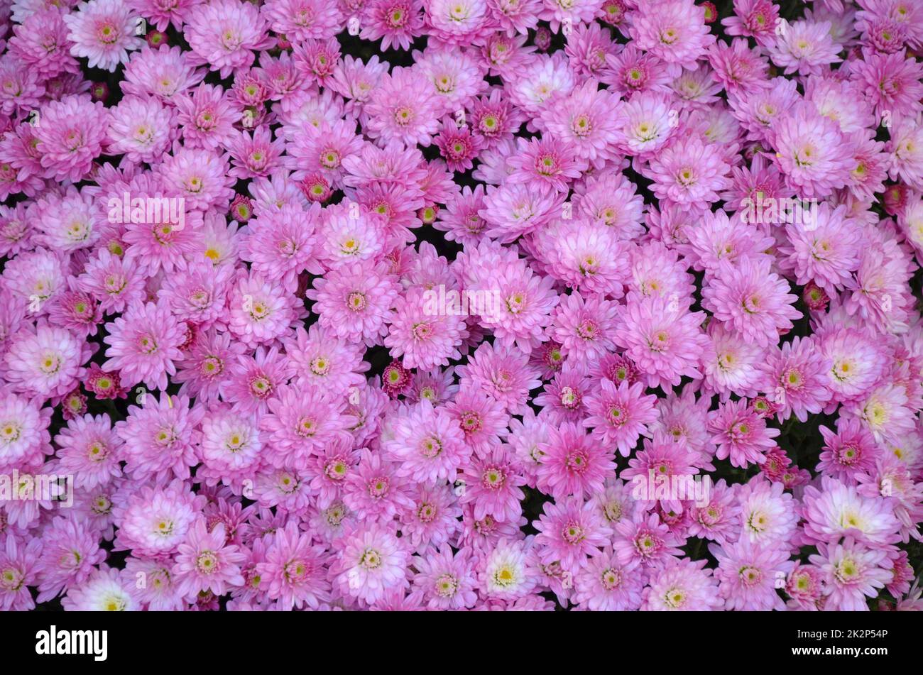 Violette Chrysanthemen-Schönheit Stockfoto