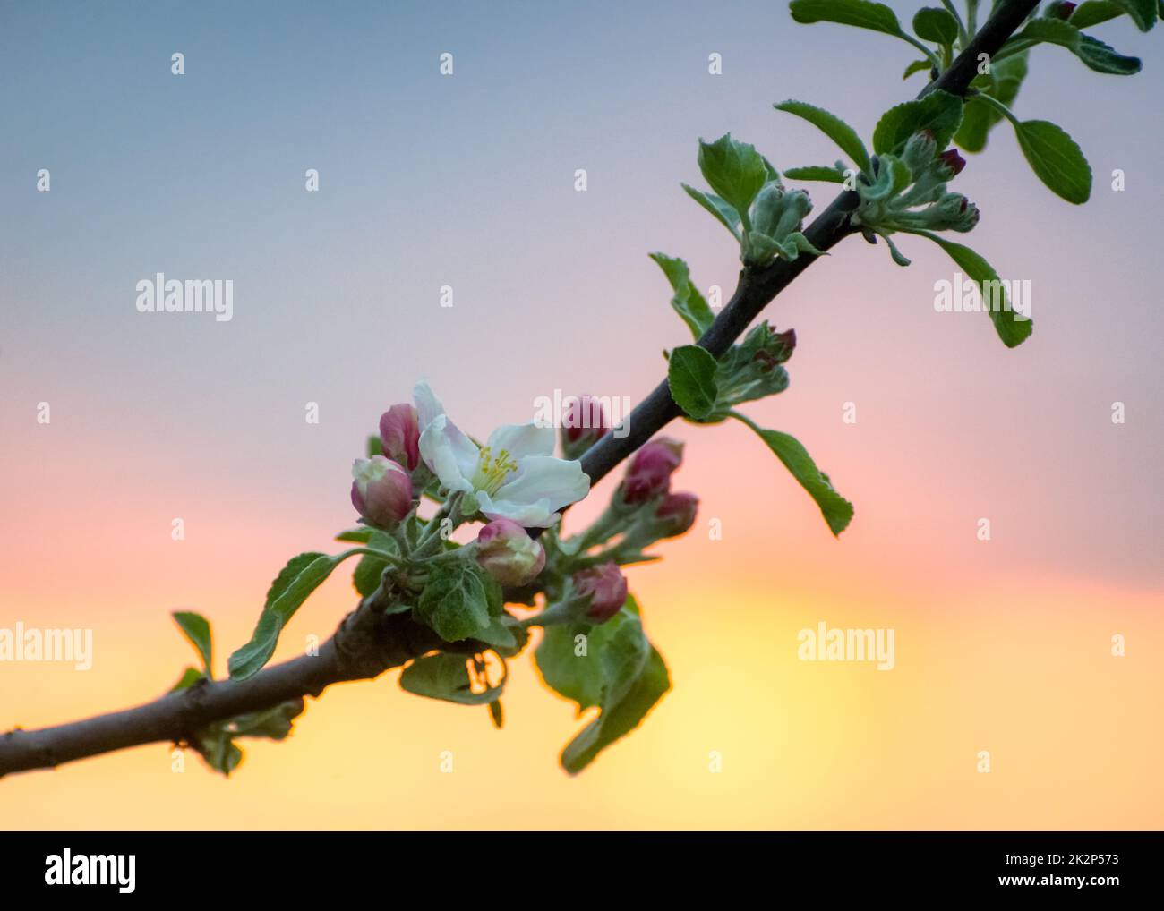 Abstrakt Apfelbaum Blumen Hintergrund, Frühling verschwommen Hintergrund, Zweige mit Blüte Stockfoto