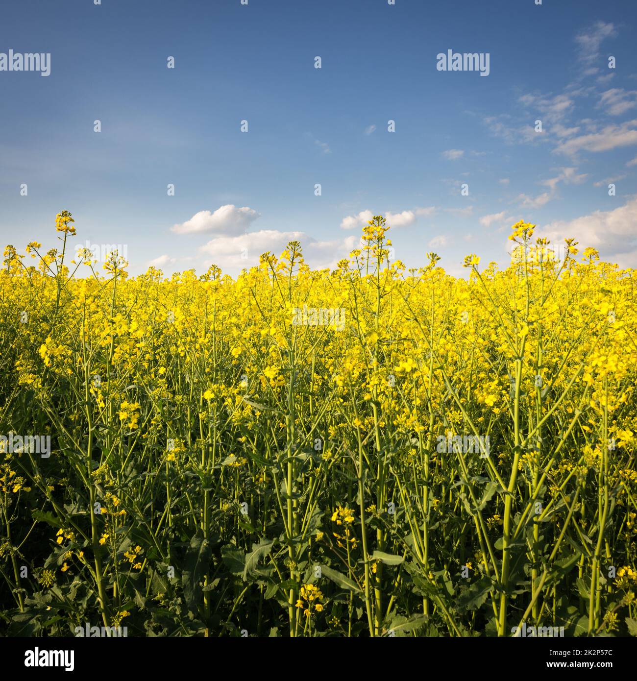 Raps Feld, gelb blühenden Felder, Bauernhof Land Landschaft mit Raps Blumen, Frühling Landschaft Stockfoto