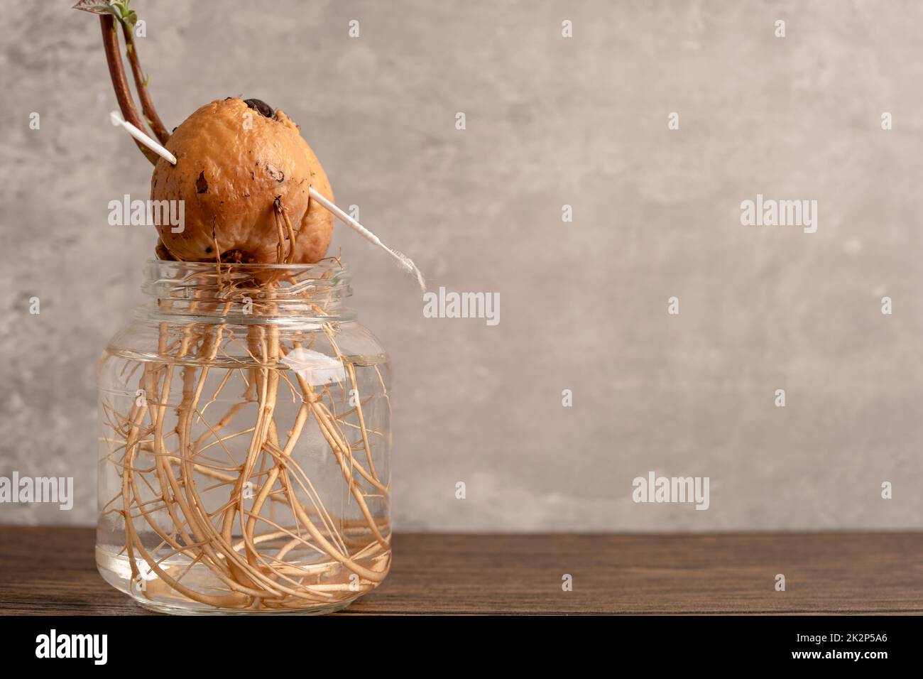 Avocado Sprout Pflanze aus dem Samen wachsen mit Wurzel in Wasserglas. Stockfoto
