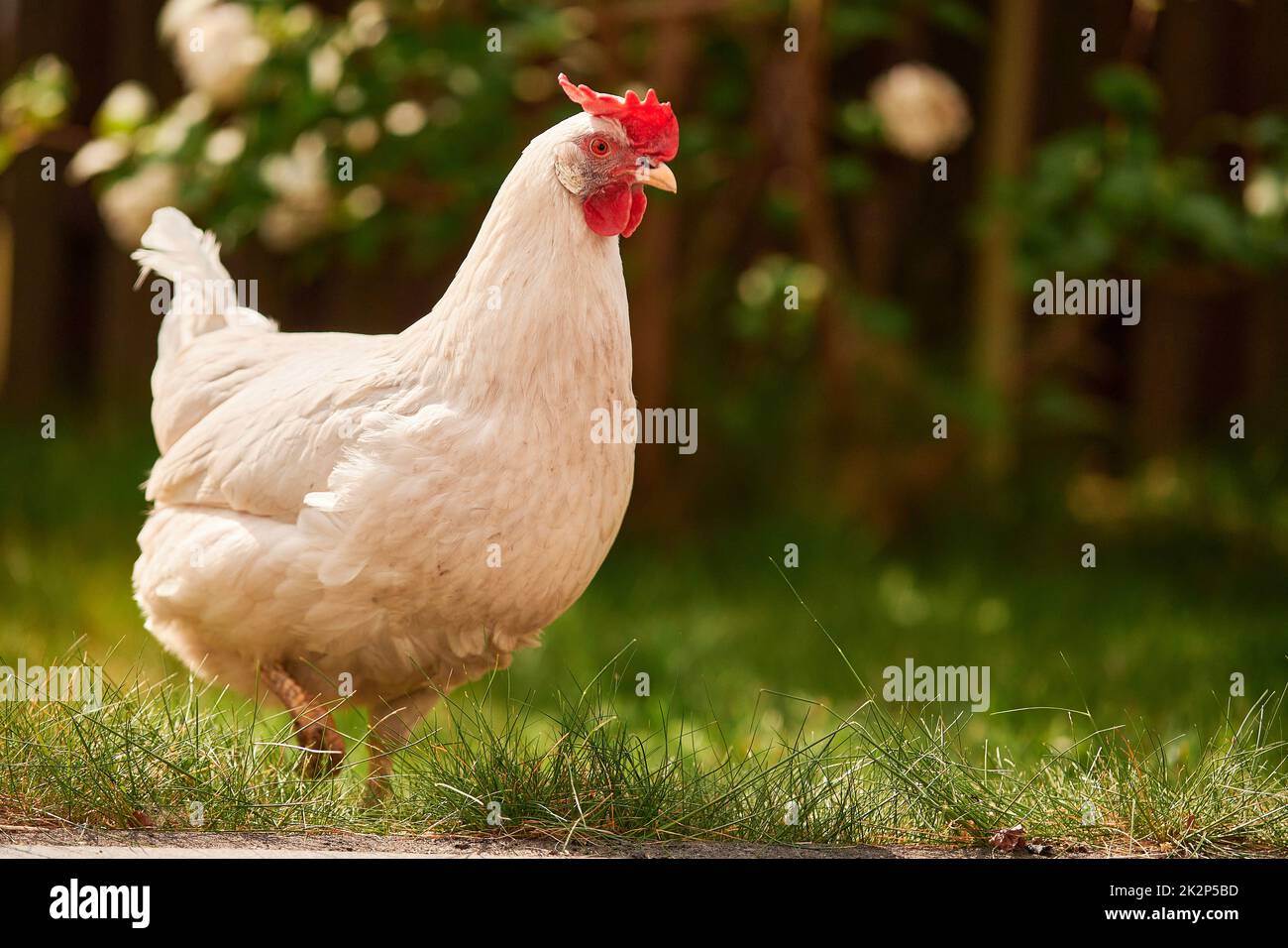Ein einziges weißes Huhn im Freien im Grünen Stockfoto