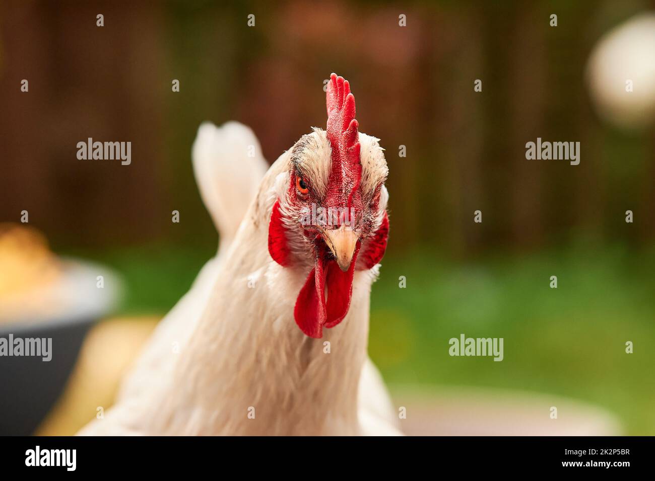 Ein einziges weißes Huhn im Freien im Grünen Stockfoto
