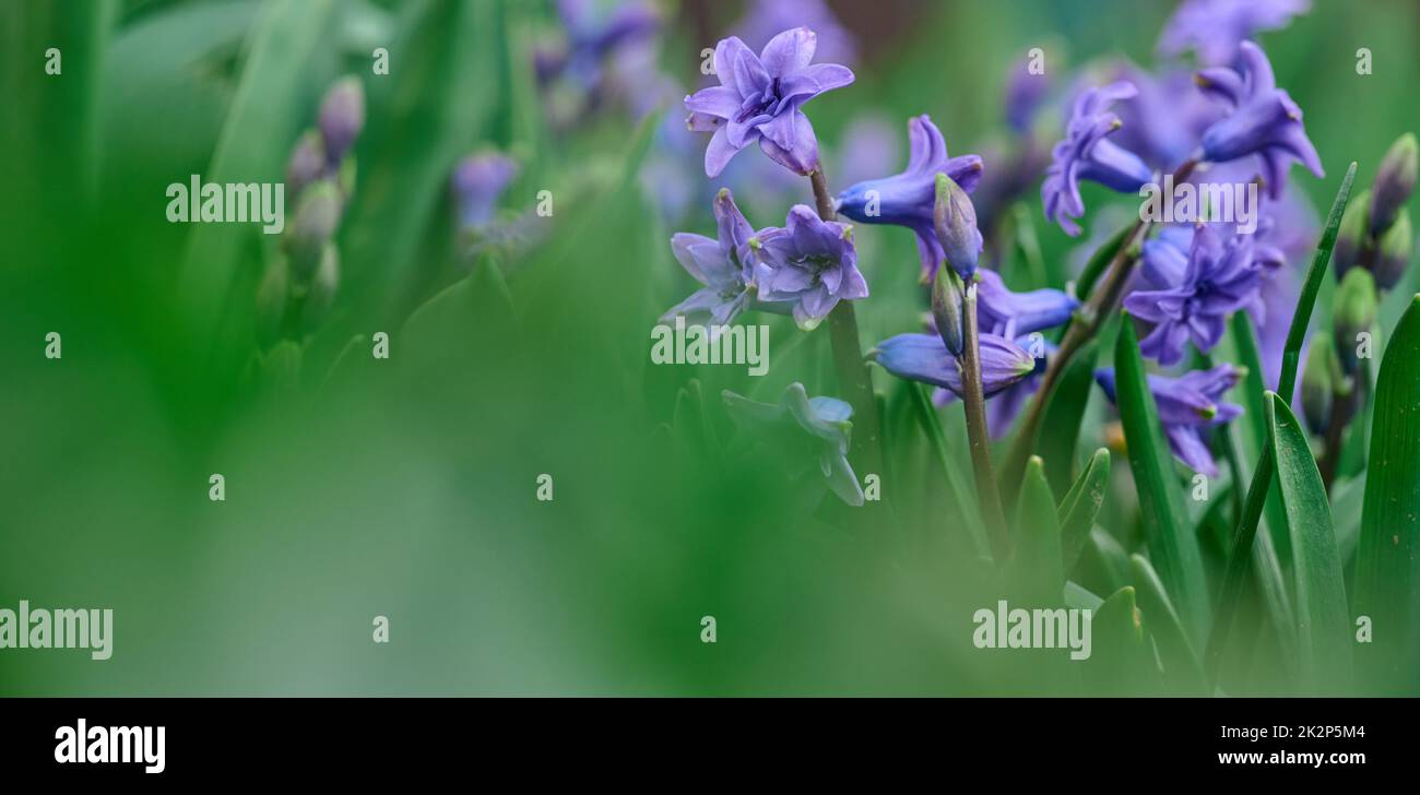Blühende blaue Hyazinthe im Garten an einem sonnigen Sommernachmittag, selektiver Fokus Stockfoto