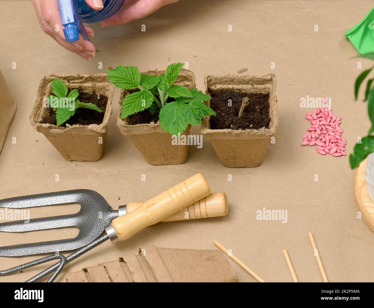 Eine Frau zu Hause gießt Pflanzen in Pappbechern. Pflanzen und Gemüse zu Hause anbauen Stockfoto