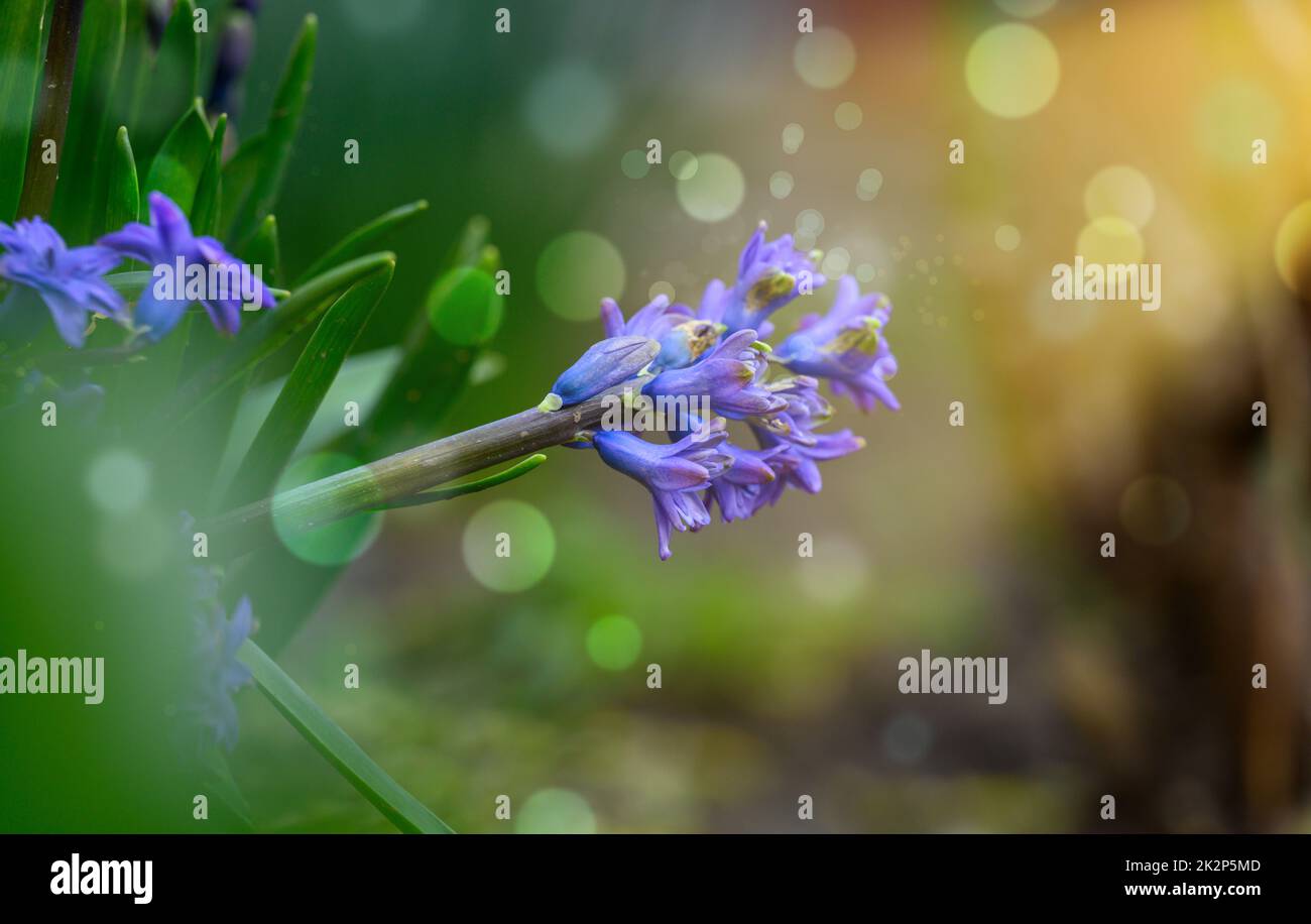 Blühende blaue Hyazinthe im Garten an einem sonnigen Sommernachmittag, selektiver Fokus Stockfoto