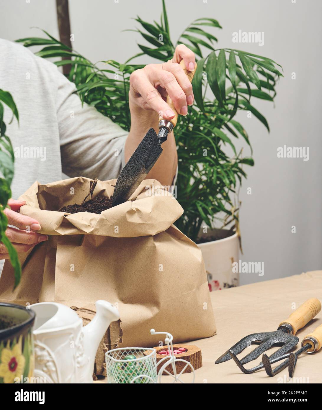 Eine Frau in grauer Kleidung hält einen Beutel Erde, um Samen in Papierbecher zu Pflanzen. Hobby und Freizeit Stockfoto