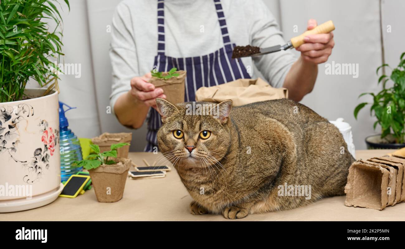 Frau pflanzt Pflanzen in Pappplastikbecher auf den Tisch, neben einer erwachsenen grauen Katze liegt. Hausaufgaben wachsende Sprossen Stockfoto