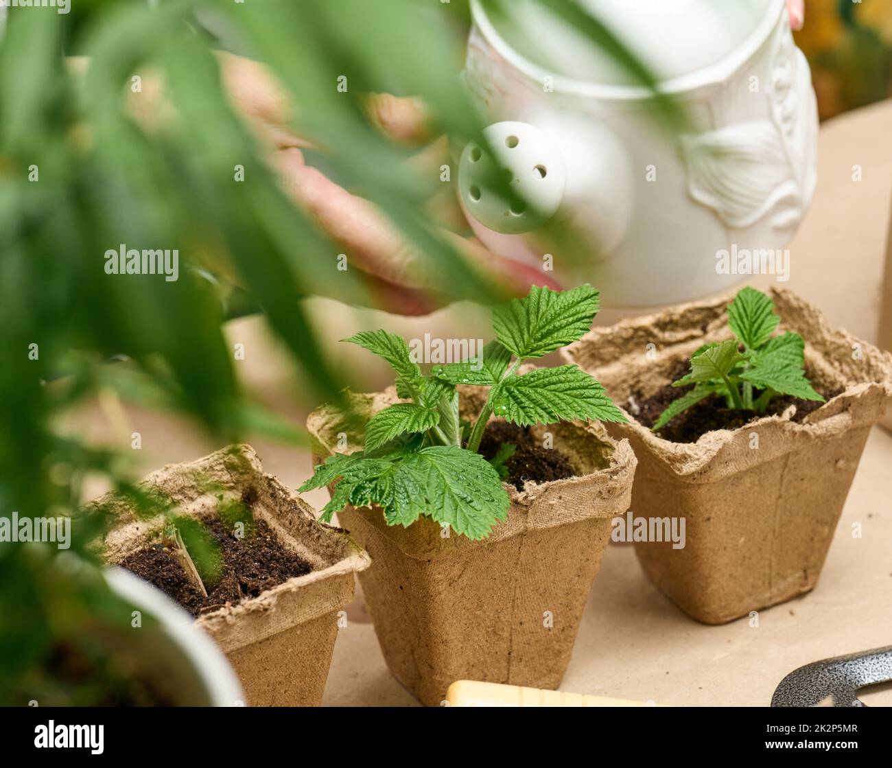 Eine Frau zu Hause gießt Pflanzen in Pappbechern. Pflanzen und Gemüse zu Hause anbauen Stockfoto