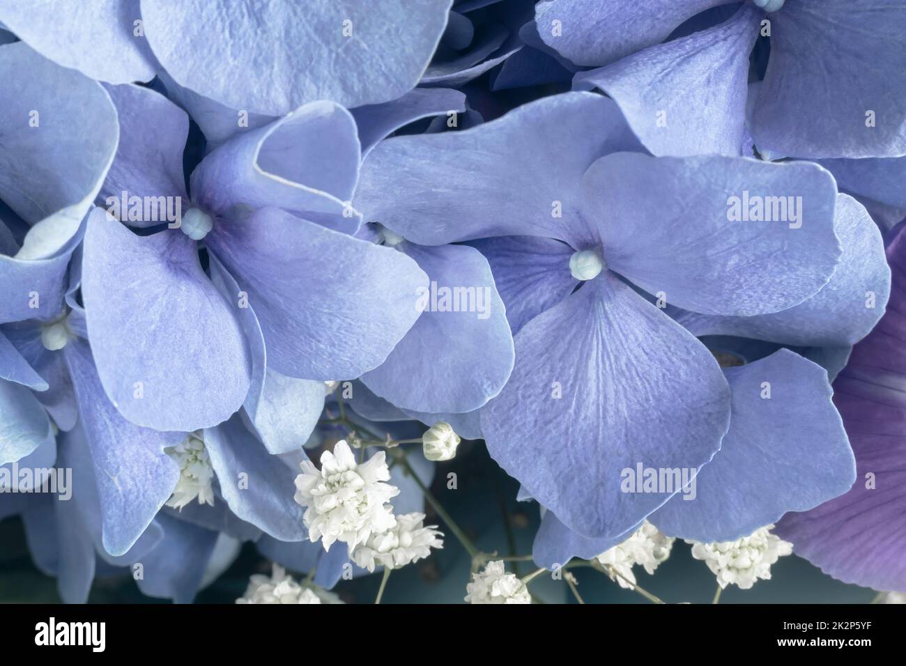 Schöne blaue Hortensien Blumen Nahaufnahme, Natur, floralen Hintergrund. Stockfoto