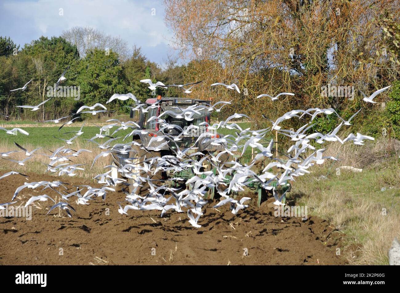 Pflug Traktor von Möwen umgeben Stockfoto