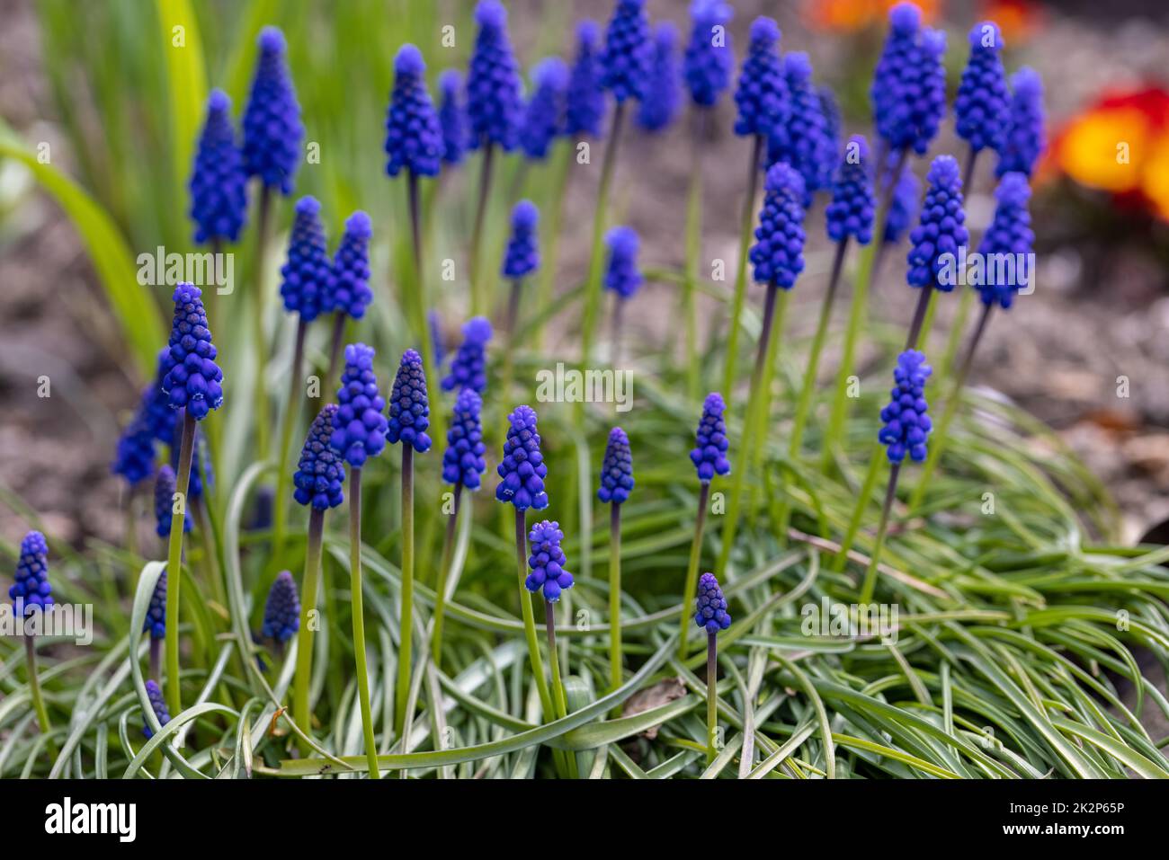 Traubenhyazinthe Muscari Armeniacum Blüte Im Frühjahr. Stockfoto
