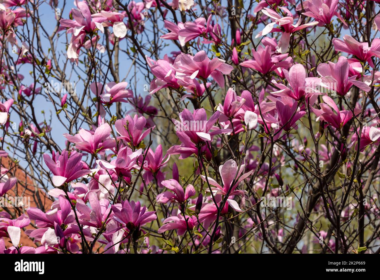 Rosa Magnolie Blüten auf einem Ast. Stockfoto