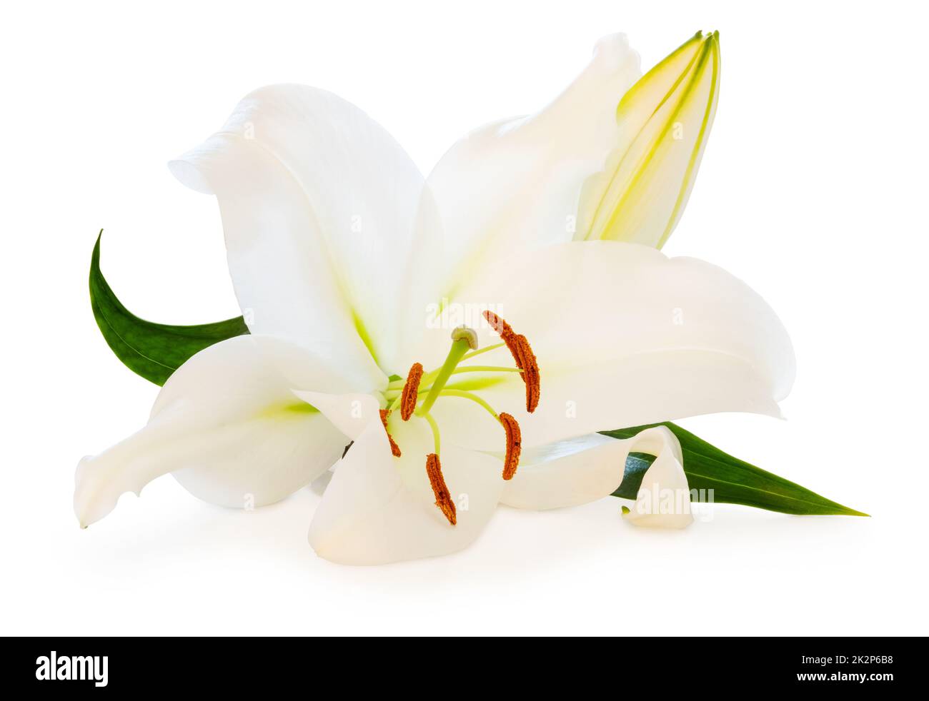Wundervolle weiße Lily mit einer Knospe isoliert auf weißem Hintergrund, einschließlich Schneideweg ohne Schatten. Stockfoto
