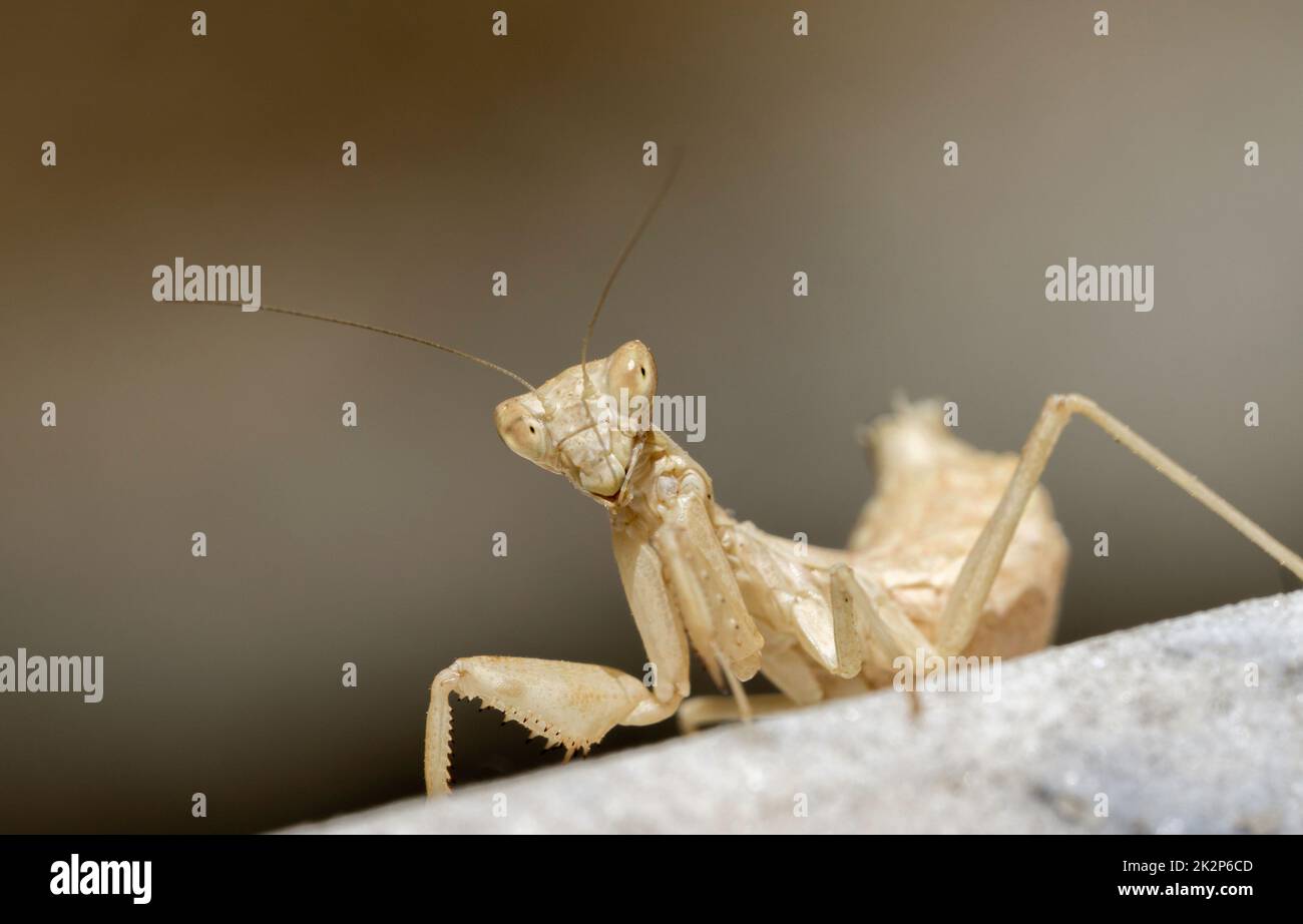 Europäische Zwerg mantis Stockfoto