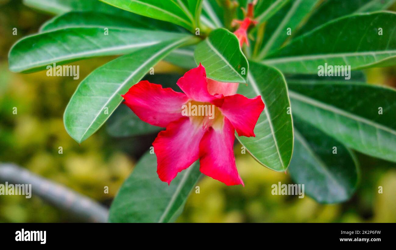 Ein Objekt der Blumenhintergrundfotografie Stockfoto