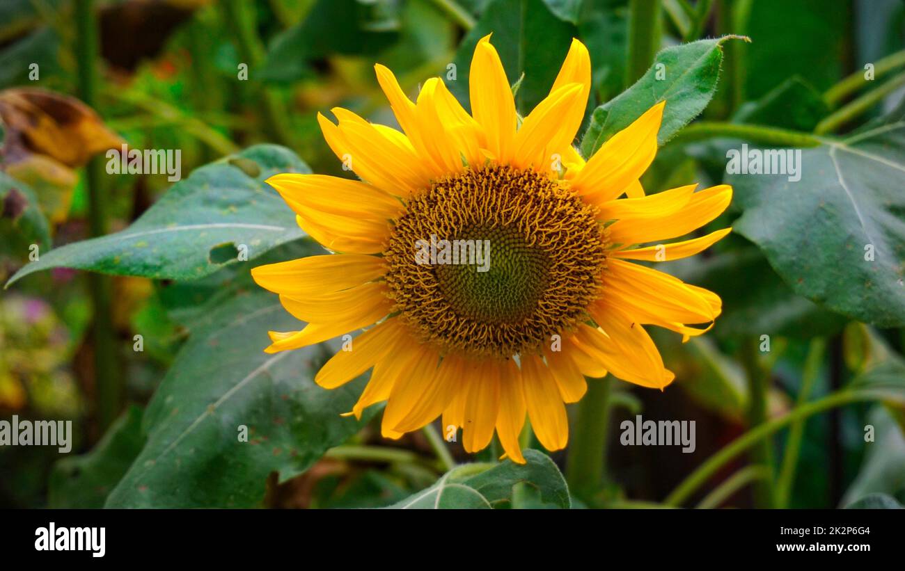 Ein Objekt der Blumenhintergrundfotografie Stockfoto