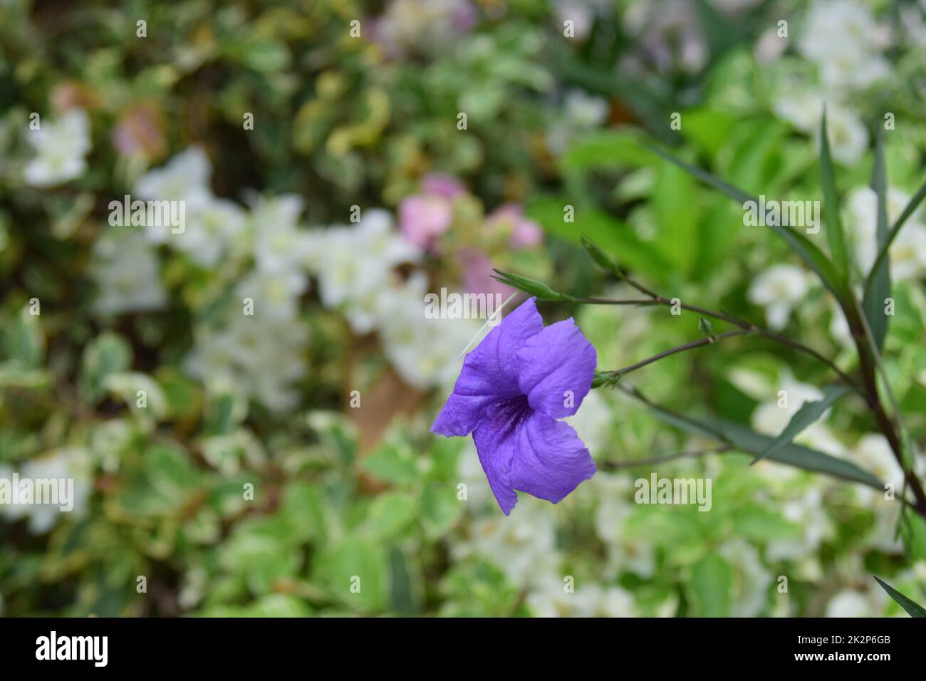 Einzelne lila Blume. Natürliche Fotografie Stockfoto