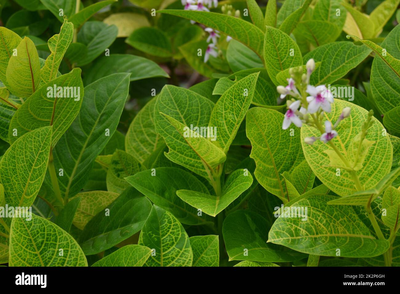Blätter im Garten. Natürliche Fotografie Stockfoto