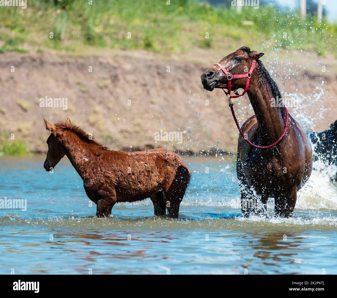 Pferde am Wasserloch Stockfoto