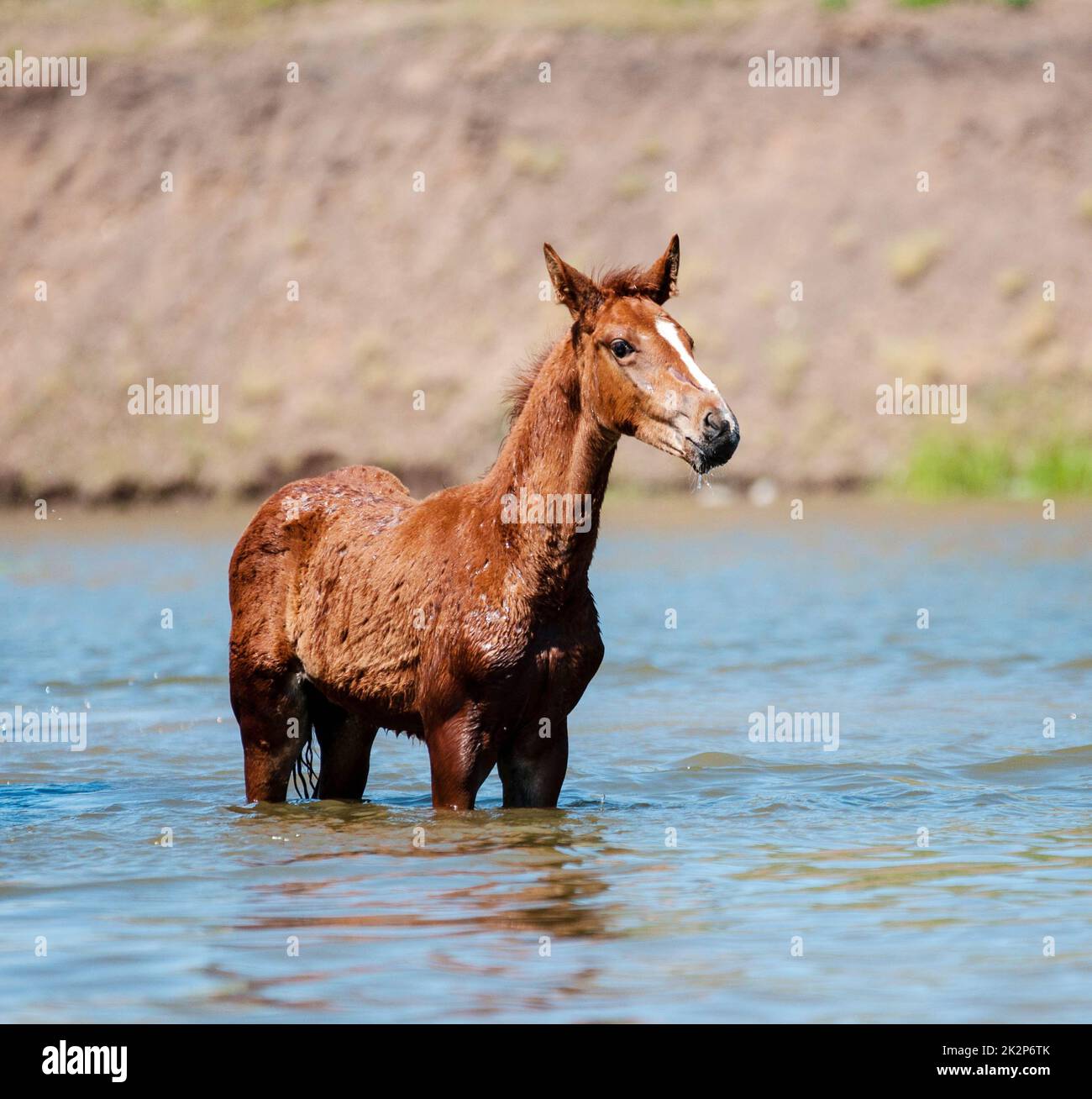 Pferde am Wasserloch Stockfoto