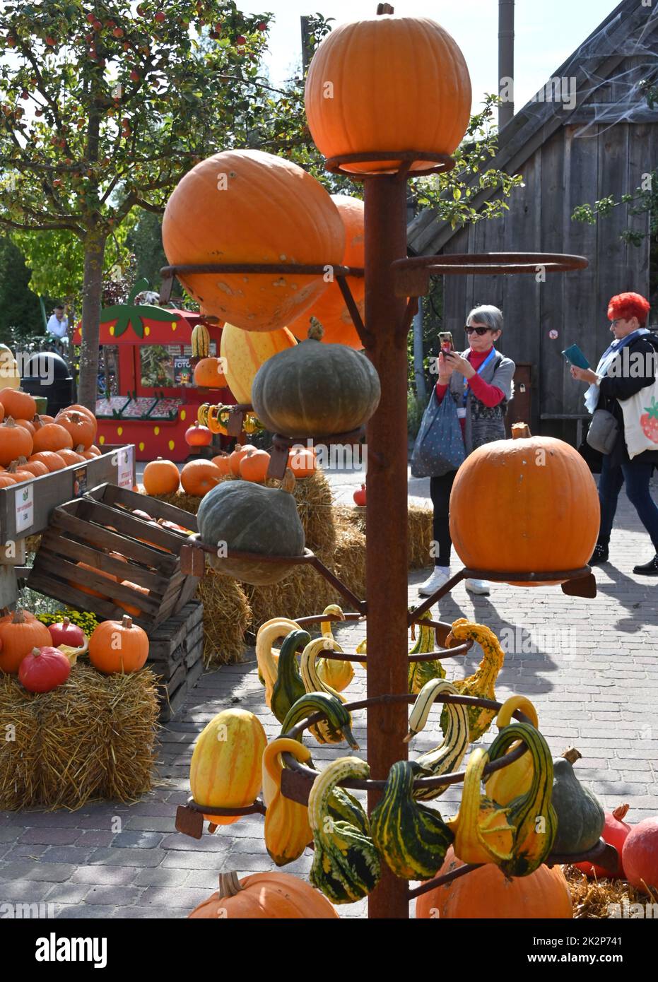 Elstal, Deutschland. 23. September 2022. Tausende von Kürbissen, darunter Bischofsmütze, Muskatnuss- und Butternusskürbisse, können im Karsl-Erlebnishof bewundert werden. Zusammen mit gruseligen Attraktionen auf der Traktorenbahn und im Angsthasenscheunein wird der Herbst bis zum 6. November gefeiert. Quelle: Bernd Settnik/dpa/Alamy Live News Stockfoto