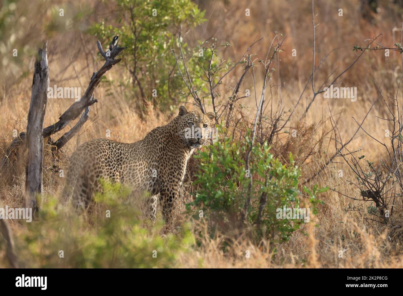 Leopard Stockfoto