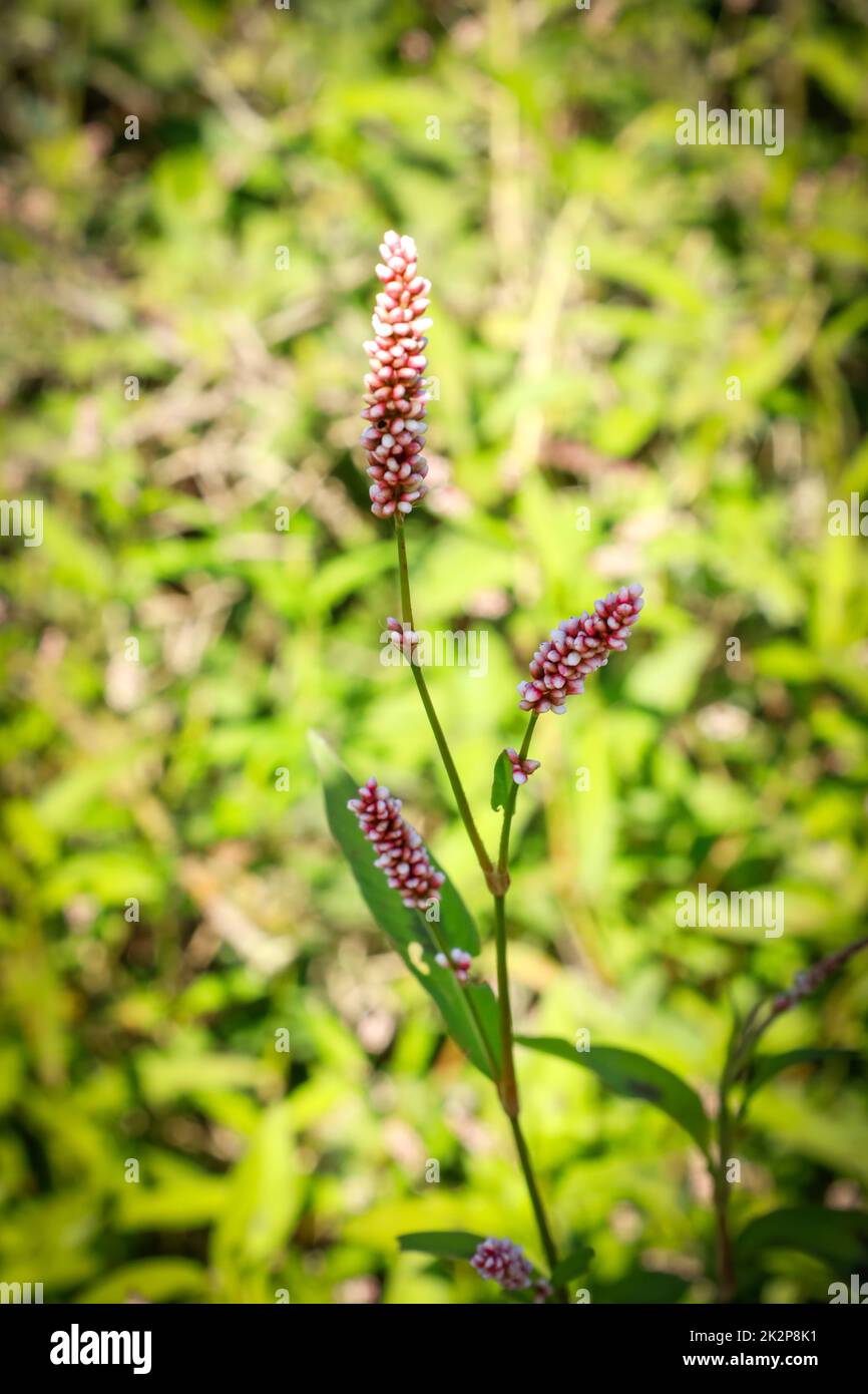 Blume des Damendaumens oder Persicaria maculosa Pflanze, Buchweizen Familie. Nahaufnahme der Makroblume. Stockfoto