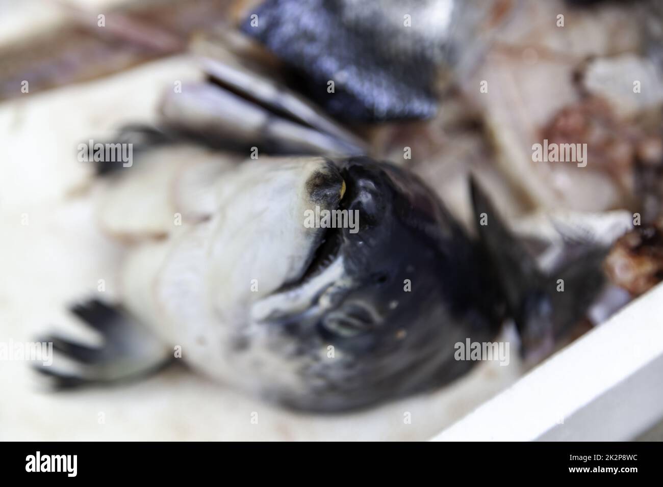 Lachskopf im Müll Stockfoto