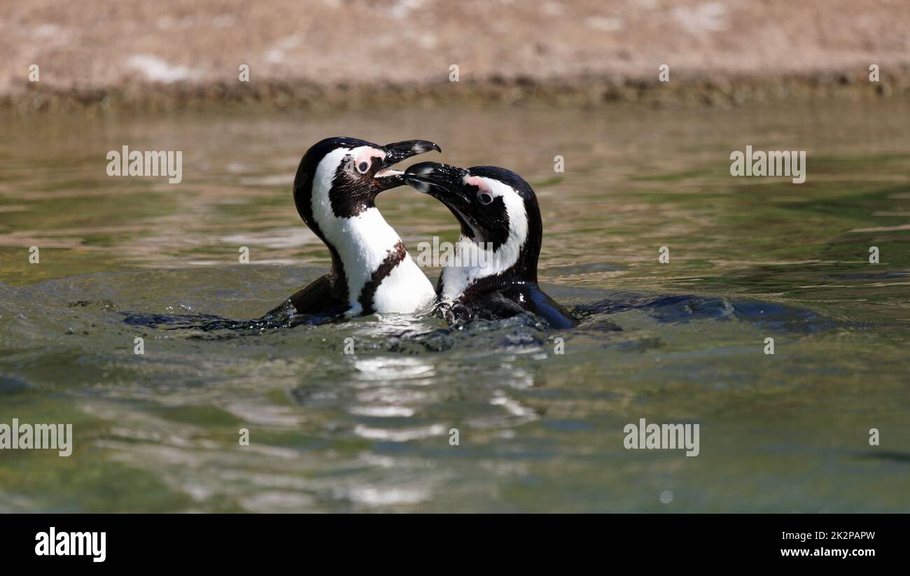 Ein paar afrikanische Pinguine - Spheniscus demersus - schwimmen im Wasser und spielen zusammen Stockfoto