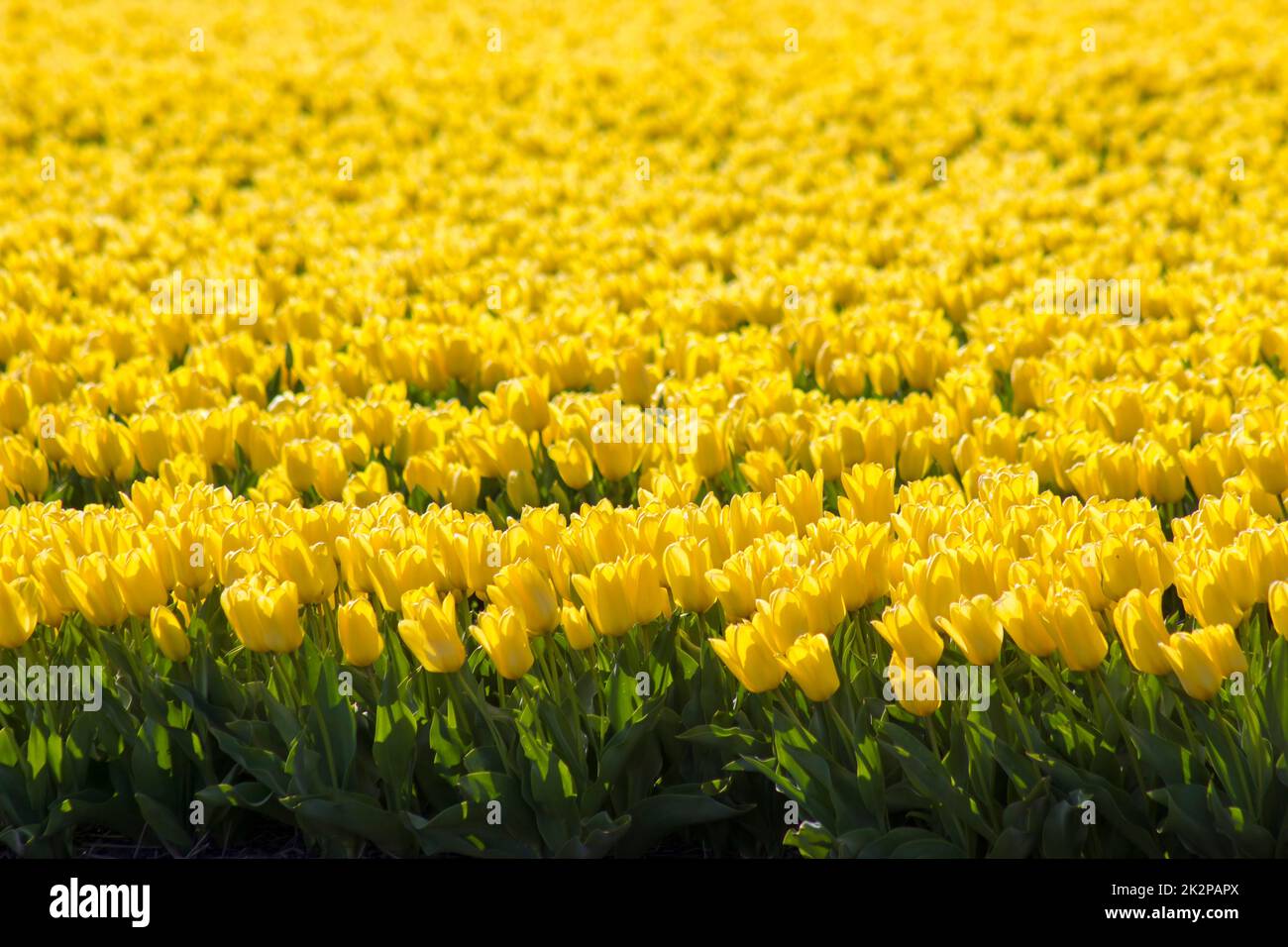 Tulpenfeld in den Niederlanden Stockfoto