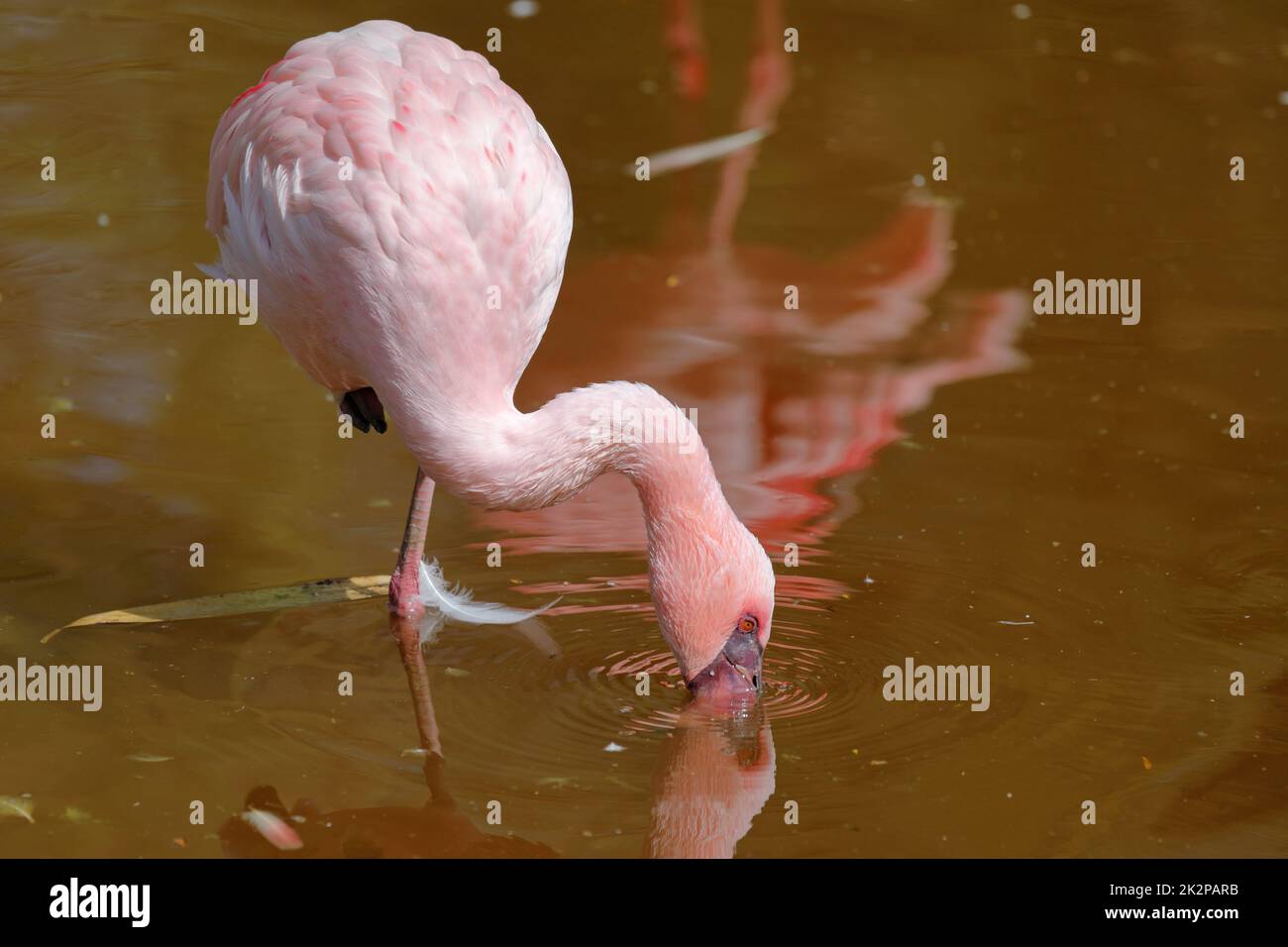 Großer Flamingo, Phoenicopterus ruber, schöner rosa großer Vogel im Wasser Stockfoto