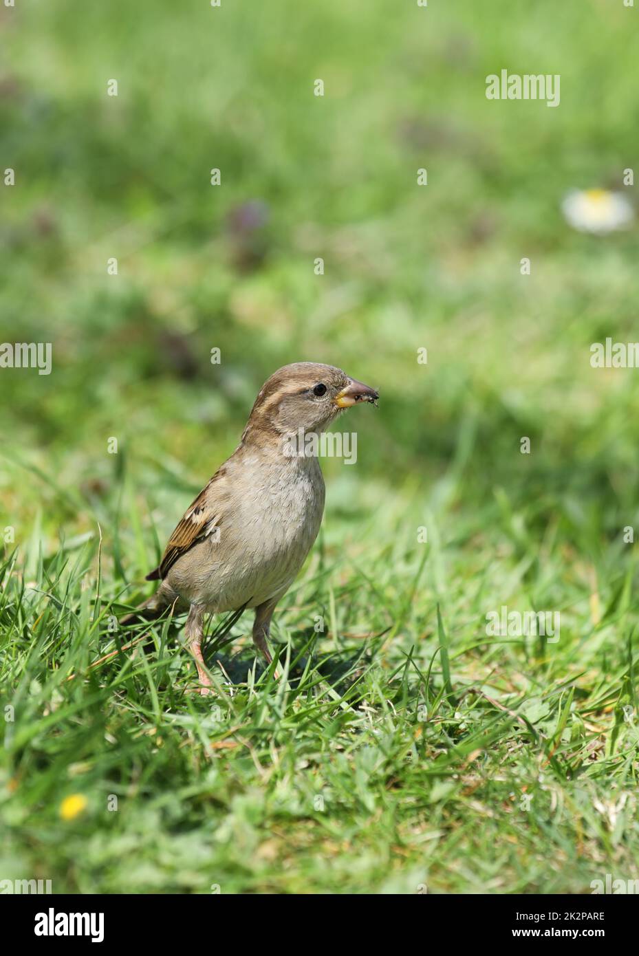 Haussparrow mit Insekten im Mund Stockfoto