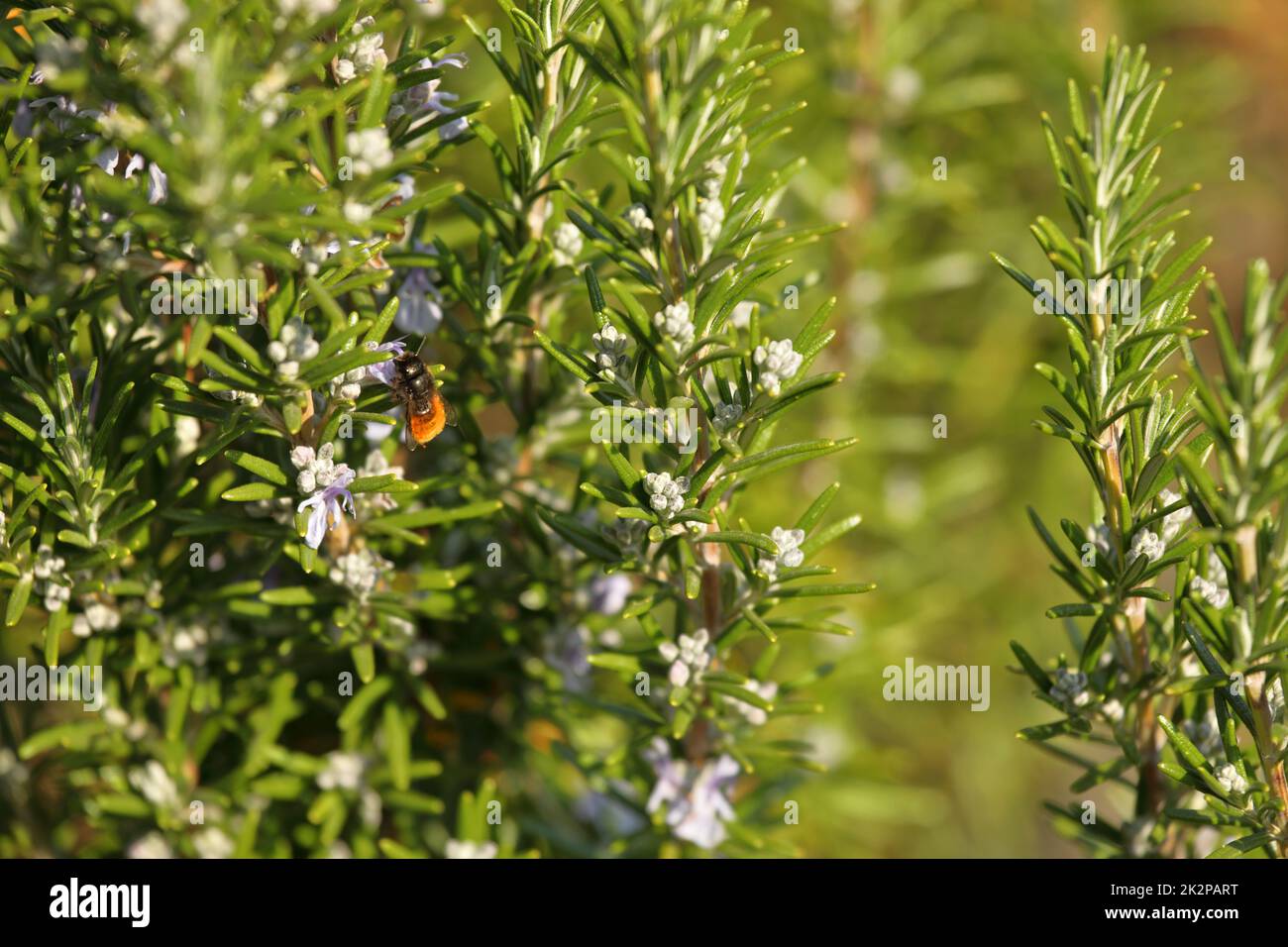 Mason Biene auf Rosmarin Blume im Frühling Stockfoto