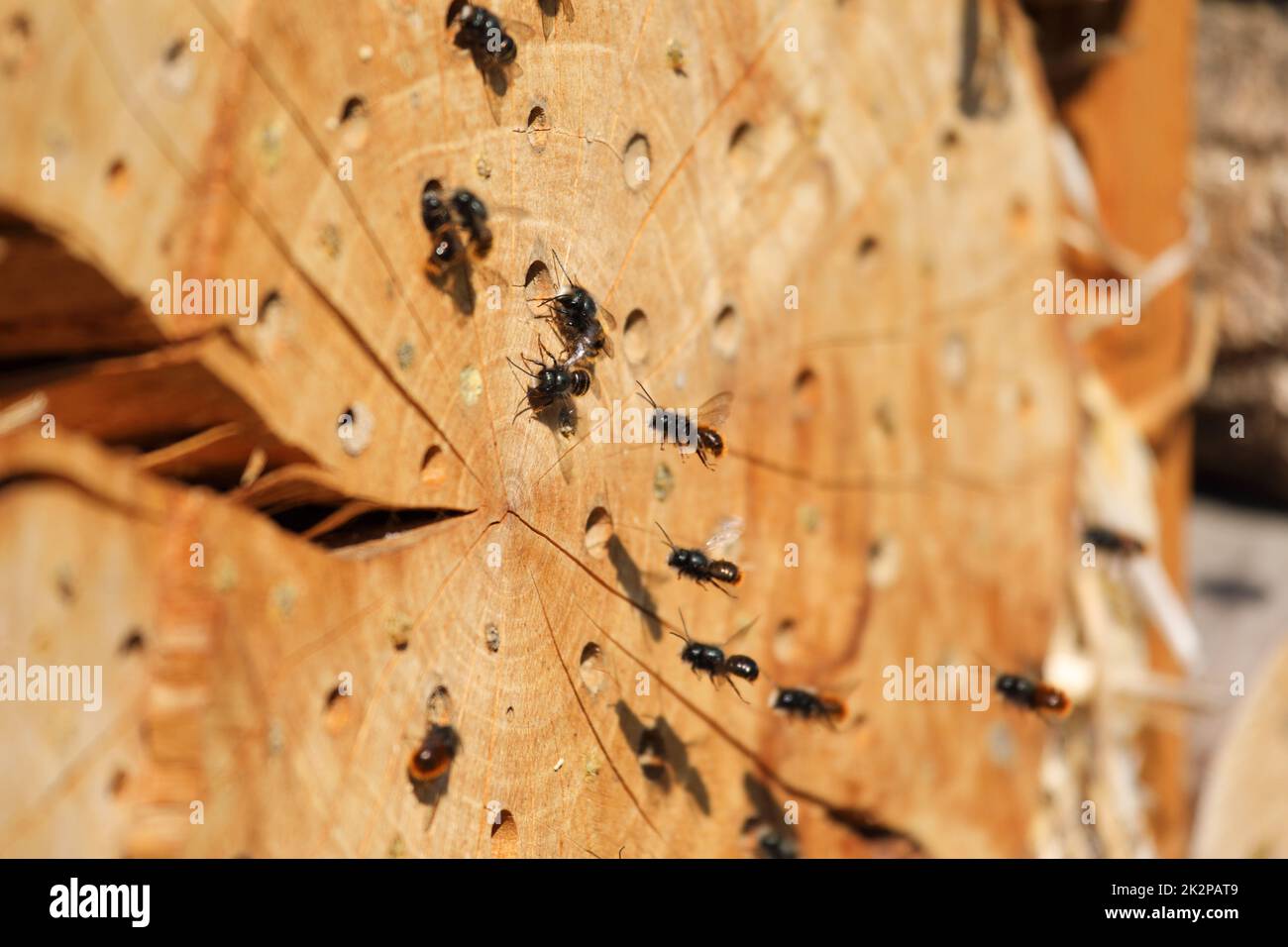 Freimaurerbienen bei ihrem selbstgemachten Nest im Frühjahr Stockfoto