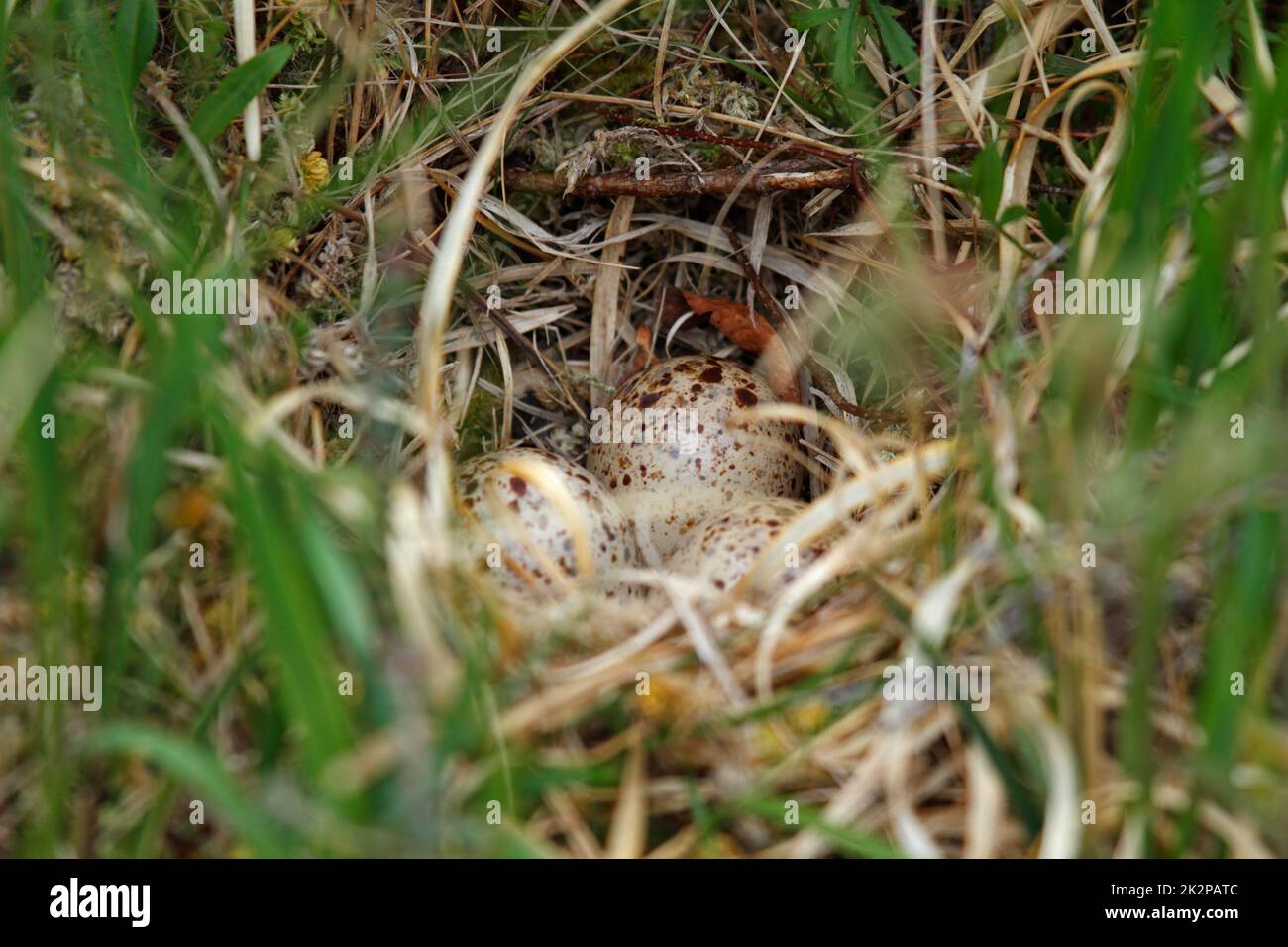 Ein Nest mit drei Eiern eines bodenbrütenden Vogels im schottischen Hochland Stockfoto