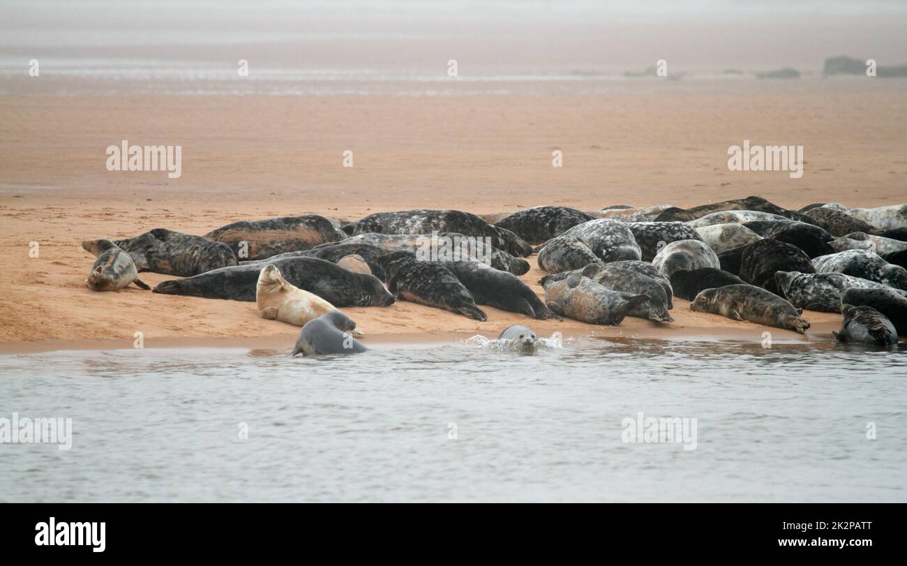 Seals on the Sands an der schottischen Küste Stockfoto