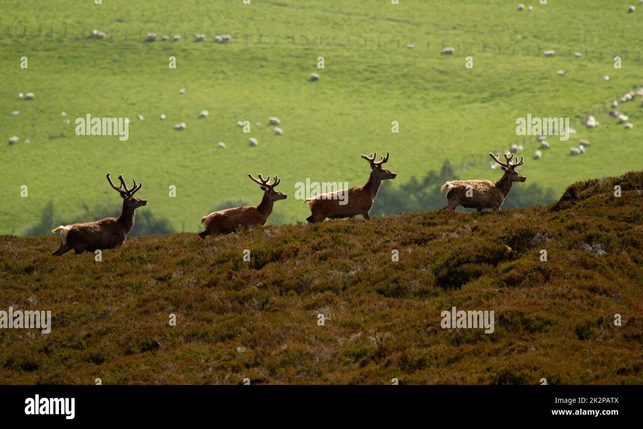 Nahaufnahme eines Rothirschhirsches mit Samtgeweih im Sommer, Schottland, Vereinigtes Königreich Stockfoto