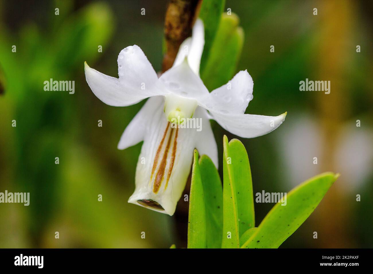 Dendrobium ellipsophyllum, weiße Blütenblätter, die in trockenen immergrünen Wäldern gefunden werden Stockfoto