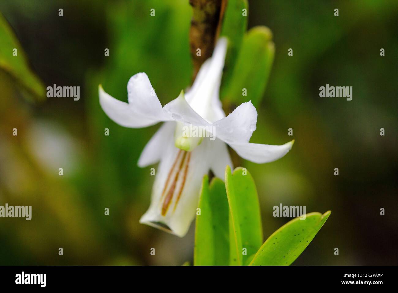 Dendrobium ellipsophyllum, weiße Blütenblätter, die in trockenen immergrünen Wäldern gefunden werden Stockfoto