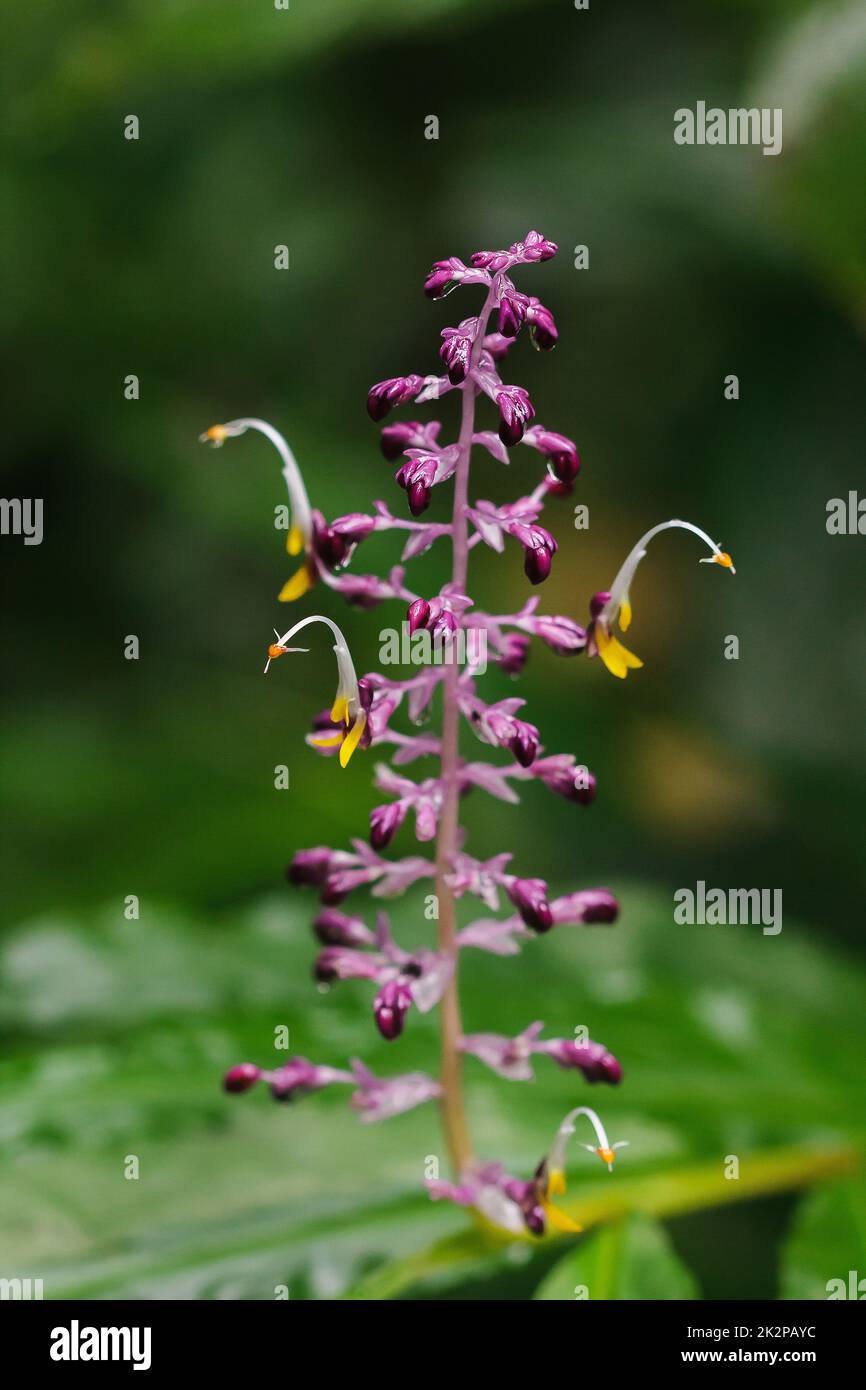 Globba winitii, ein violetter Blütenstand, ist eine Pflanze mit einem unterirdischen Stamm. Stockfoto