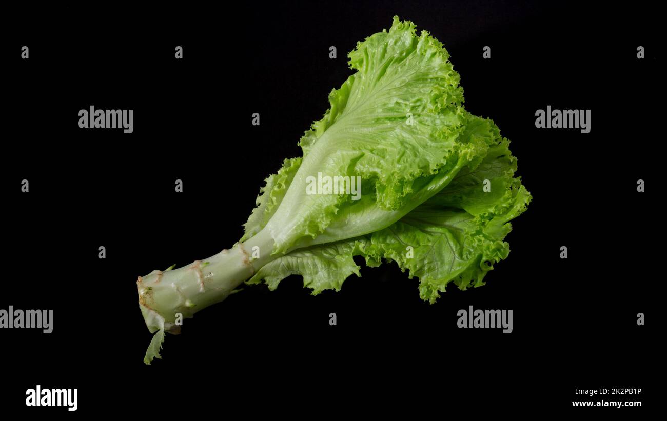 Frischer Salat auf schwarzem Hintergrund Stockfoto