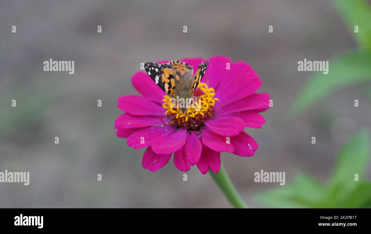Blüten in der Frühlingssaison des Gartens Stockfoto