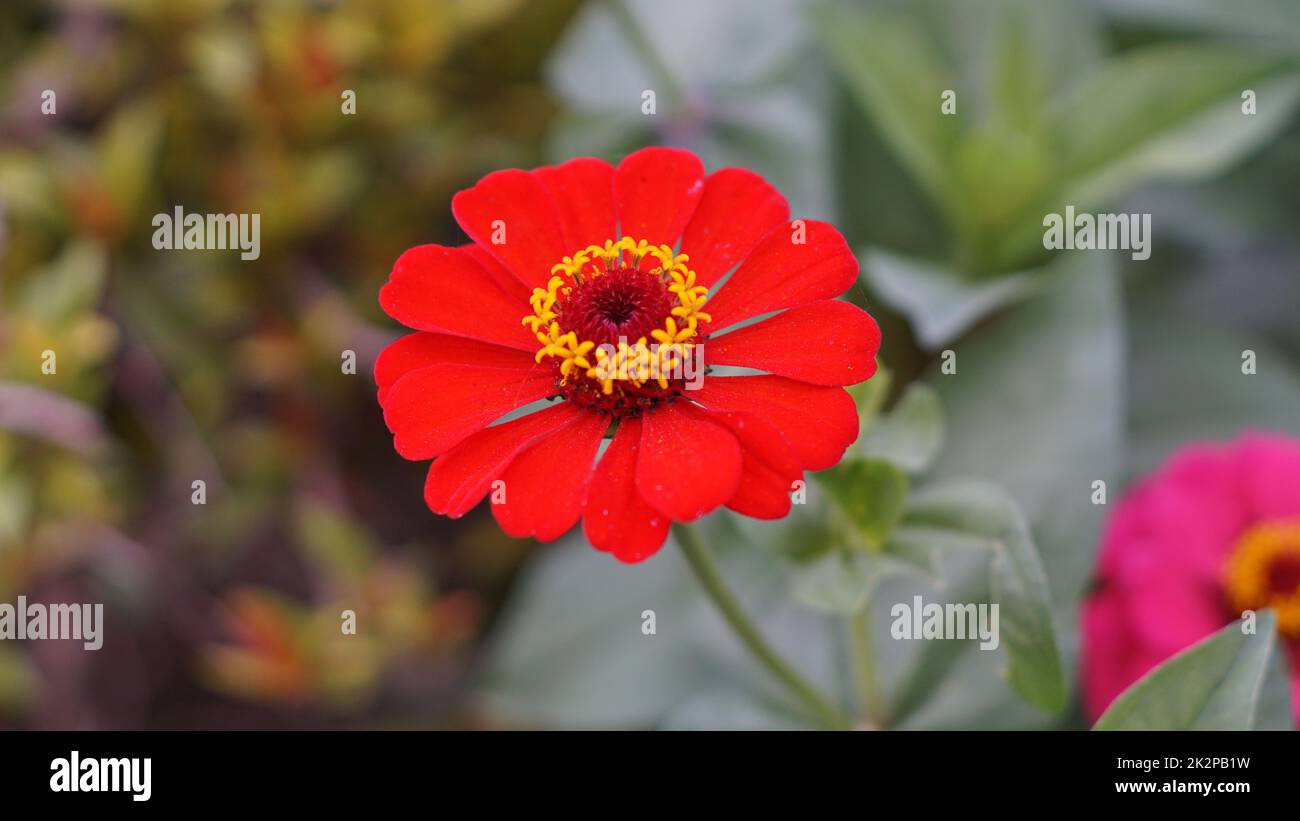 Blüten in der Frühlingssaison des Gartens Stockfoto