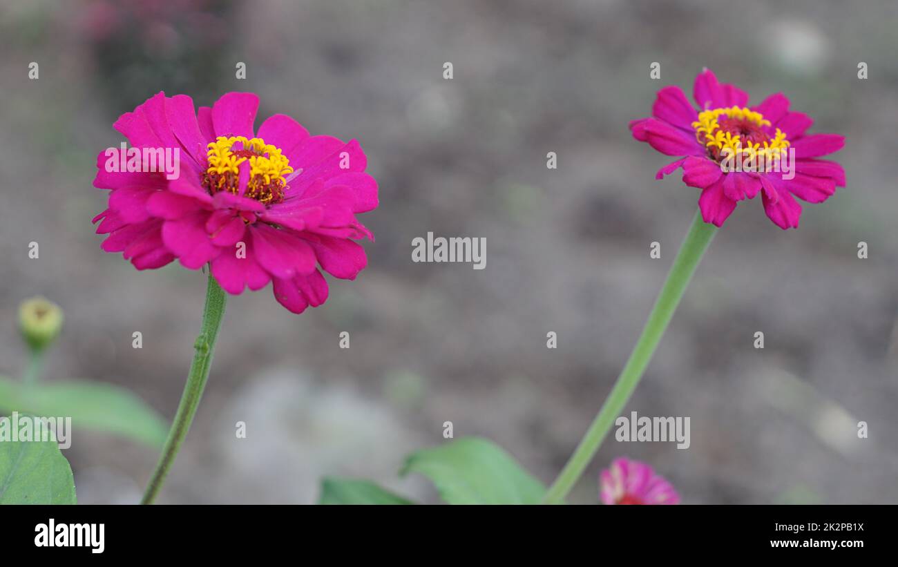Blüten in der Frühlingssaison des Gartens Stockfoto