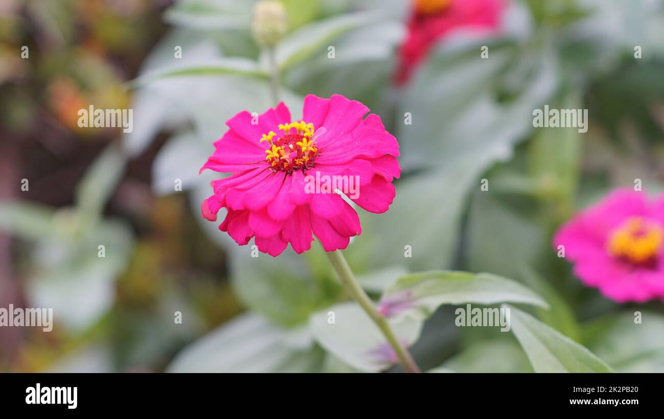 Blüten in der Frühlingssaison des Gartens Stockfoto
