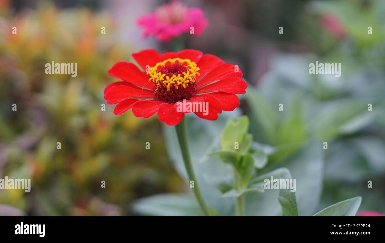 Blüten in der Frühlingssaison des Gartens Stockfoto